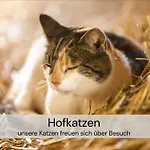 Tinyhousebeidresden Mit Fasssauna Unser Groesstes Winziges Haeuschen Fuer Bis Zu 7 Personen, Kaminofen, Grosse Terrasse - Naehe Saechsische Schweiz - Von Juni - September Mindestmietzeit 1 Woche Sa-sa Holiday home *