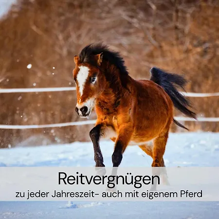 Casa vacanze Tinyhousebeidresden Mit Fasssauna Unser Groesstes Winziges Haeuschen Fuer Bis Zu 7 Personen, Kaminofen, Grosse Terrasse - Naehe Saechsische Schweiz - Von Juni - September Mindestmietzeit 1 Woche Sa-sa