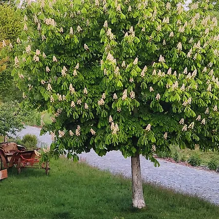 Gemuetliches Tiny House Zwischen Zwei Naturteichen - Kamin, Terrasse & Pur בית נופש Lauterbach