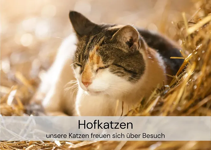Tinyhousebeidresden Mit Fasssauna Unser Groesstes Winziges Haeuschen Fuer Bis Zu 7 Personen, Kaminofen, Grosse Terrasse - Naehe Saechsische Schweiz - Von Juni - September Mindestmietzeit 1 Woche Sa-sa بيت للعطل *